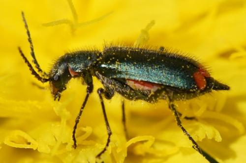 Malachius bipustulatus